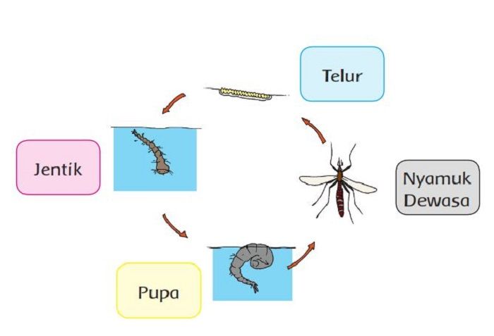 Detail Gambar Siklus Hidup Nyamuk Nomer 7