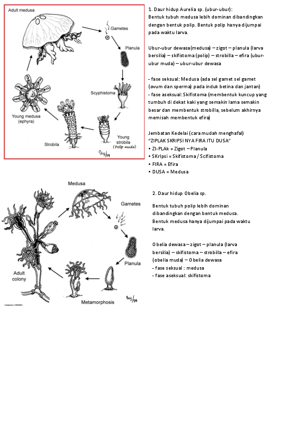 Detail Gambar Siklus Hidup Obelia Nomer 16