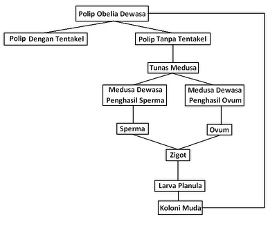 Detail Gambar Siklus Hidup Obelia Nomer 24