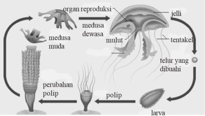 Detail Gambar Siklus Hidup Obelia Nomer 26