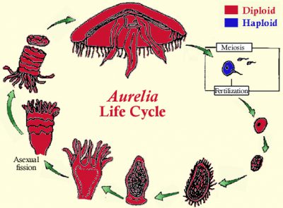 Detail Gambar Siklus Hidup Obelia Nomer 31