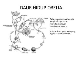 Detail Gambar Siklus Hidup Obelia Nomer 36