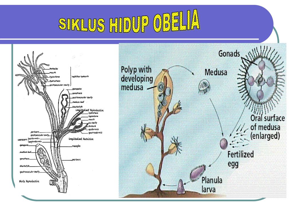 Detail Gambar Siklus Hidup Obelia Nomer 38