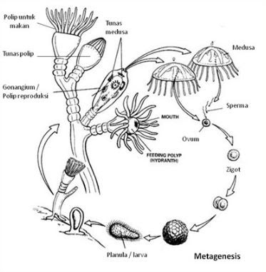 Detail Gambar Siklus Hidup Obelia Nomer 5