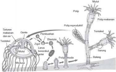 Detail Gambar Siklus Hidup Obelia Nomer 40