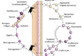 Detail Gambar Siklus Hidup Plasmodium Nomer 19