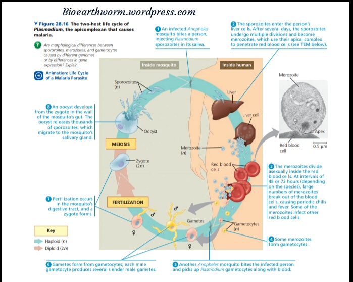 Detail Gambar Siklus Hidup Plasmodium Nomer 33