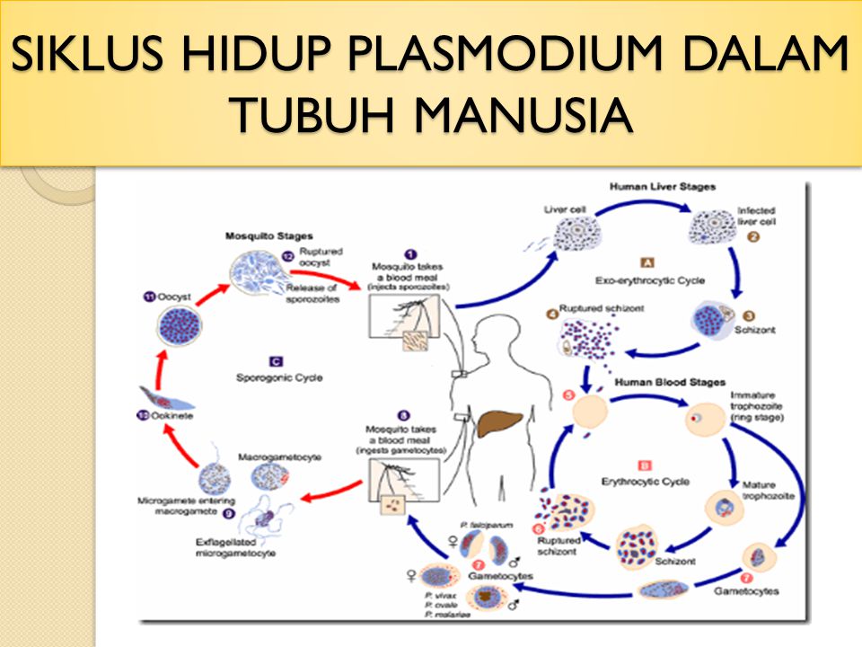 Detail Gambar Siklus Hidup Plasmodium Nomer 48