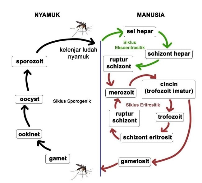 Detail Gambar Siklus Hidup Plasmodium Nomer 7