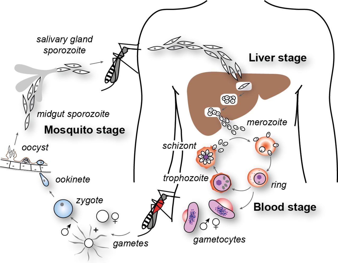 Detail Gambar Siklus Hidup Plasmodium Vivax Nomer 13