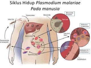 Detail Gambar Siklus Hidup Plasmodium Vivax Nomer 15