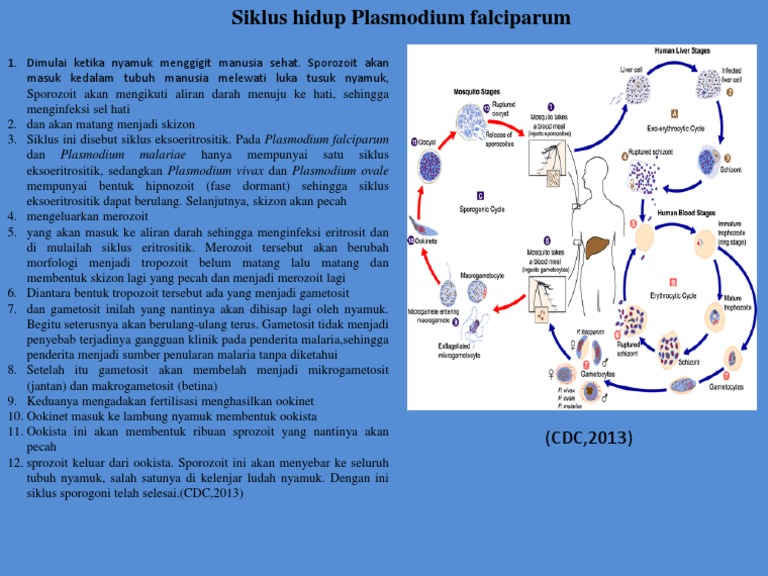 Detail Gambar Siklus Hidup Plasmodium Vivax Nomer 32