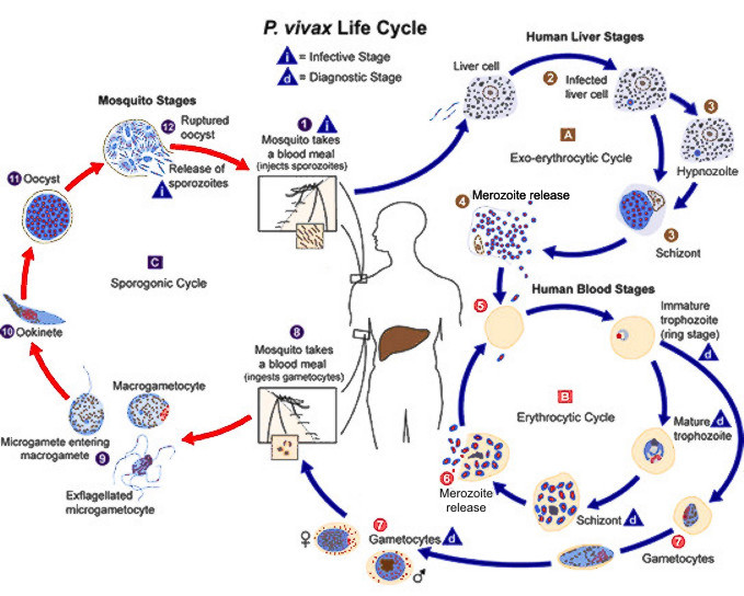 Detail Gambar Siklus Hidup Plasmodium Vivax Nomer 34