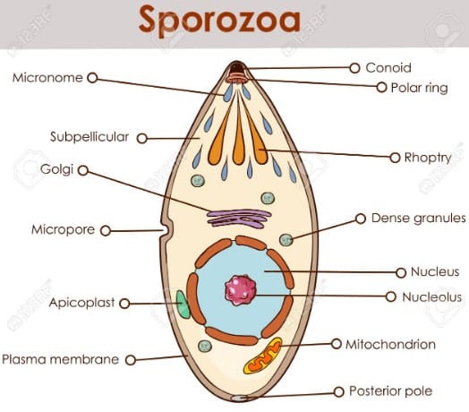 Detail Gambar Siklus Hidup Plasmodium Vivax Nomer 39