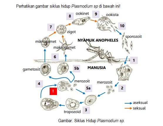 Detail Gambar Siklus Hidup Plasmodium Vivax Nomer 5