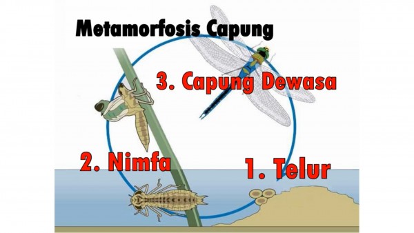 Detail Gambar Siklus Hidup Serangga Nomer 16