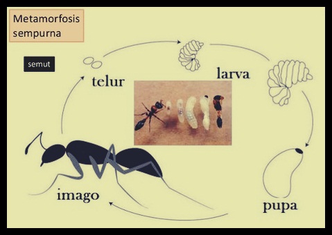 Detail Gambar Siklus Hidup Serangga Nomer 17