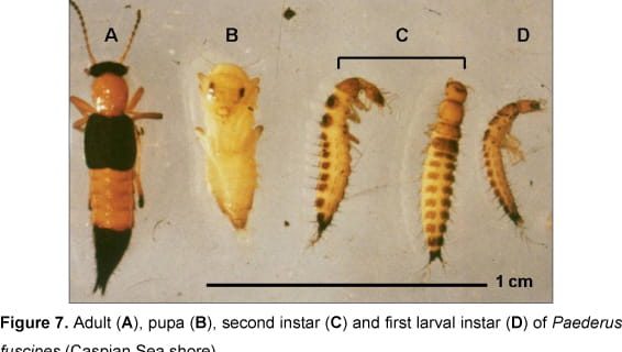 Detail Gambar Siklus Hidup Serangga Nomer 23