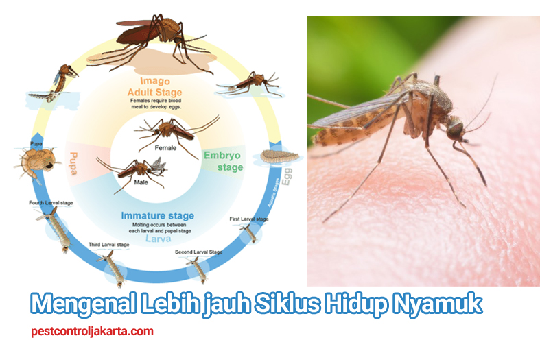Detail Gambar Siklus Hidup Serangga Nomer 25