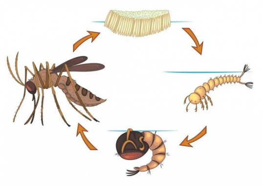 Detail Gambar Siklus Hidup Serangga Nomer 26