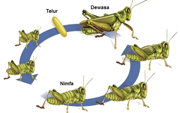 Detail Gambar Siklus Hidup Serangga Nomer 42