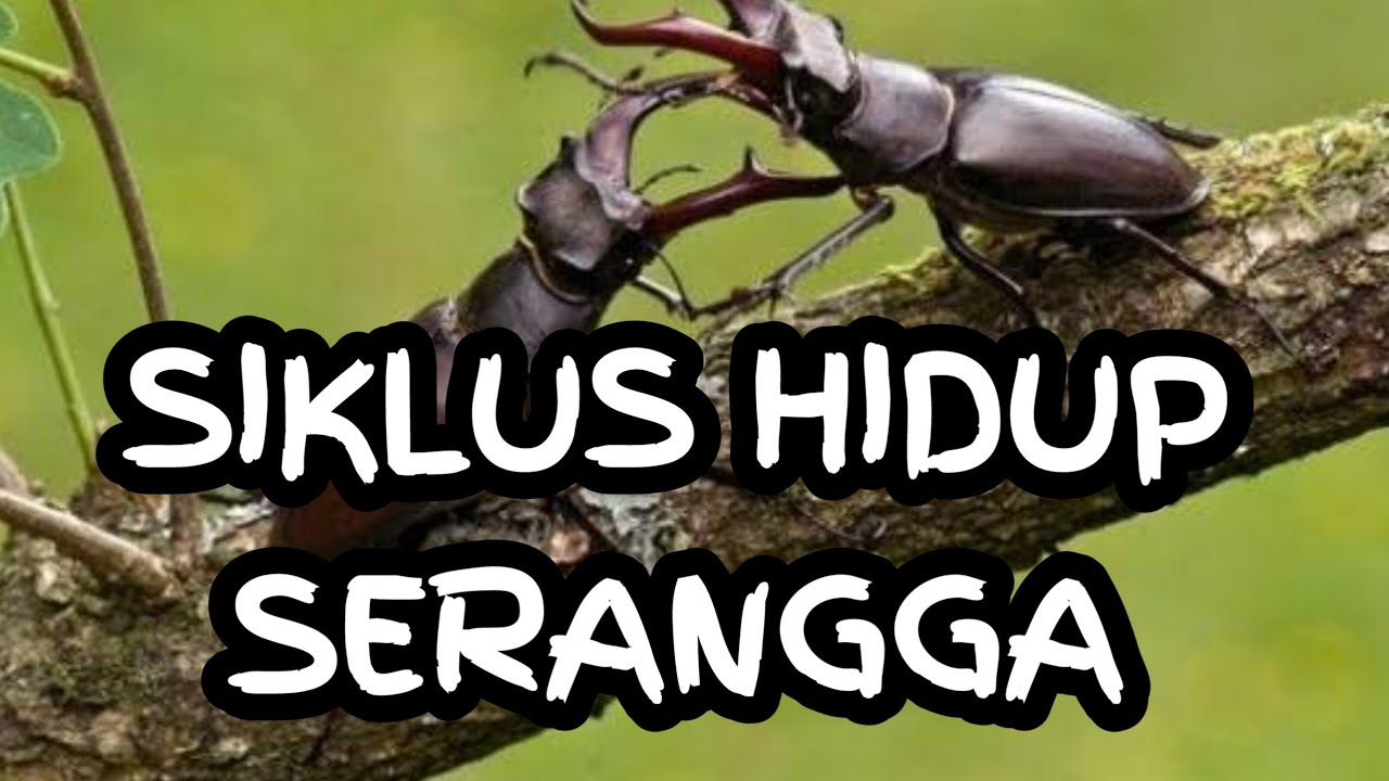 Detail Gambar Siklus Hidup Serangga Nomer 46