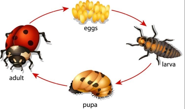 Detail Gambar Siklus Hidup Serangga Nomer 5