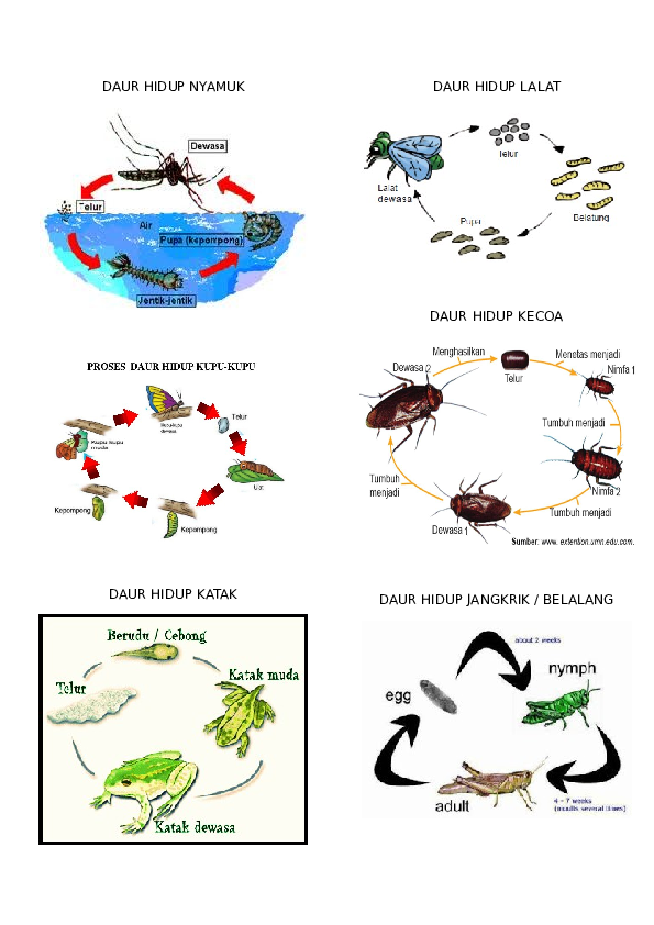 Detail Gambar Siklus Hidup Serangga Nomer 7
