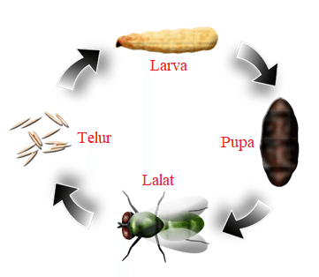 Detail Gambar Siklus Hidup Serangga Nomer 9