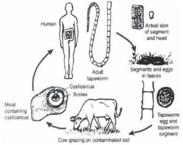 Detail Gambar Siklus Hidup Taenia Solium Nomer 16
