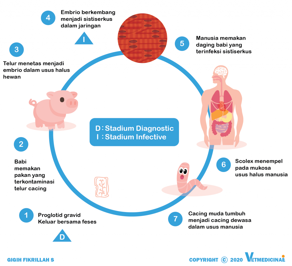 Detail Gambar Siklus Hidup Taenia Solium Nomer 19