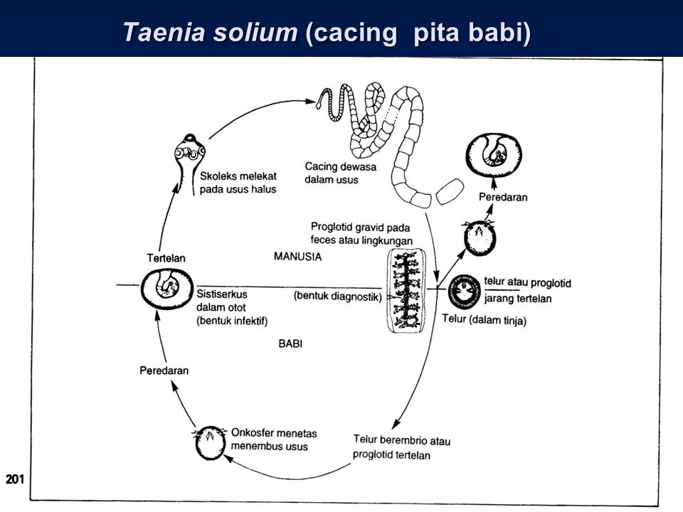 Detail Gambar Siklus Hidup Taenia Solium Nomer 25