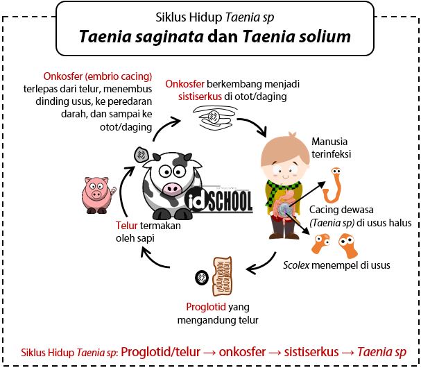 Detail Gambar Siklus Hidup Taenia Solium Nomer 4