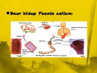Detail Gambar Siklus Hidup Taenia Solium Nomer 26