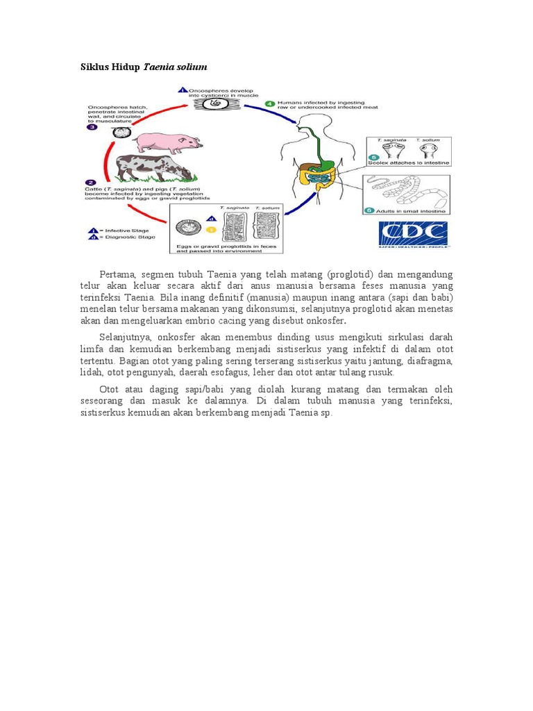 Detail Gambar Siklus Hidup Taenia Solium Nomer 34