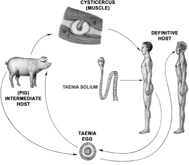 Detail Gambar Siklus Hidup Taenia Solium Nomer 41