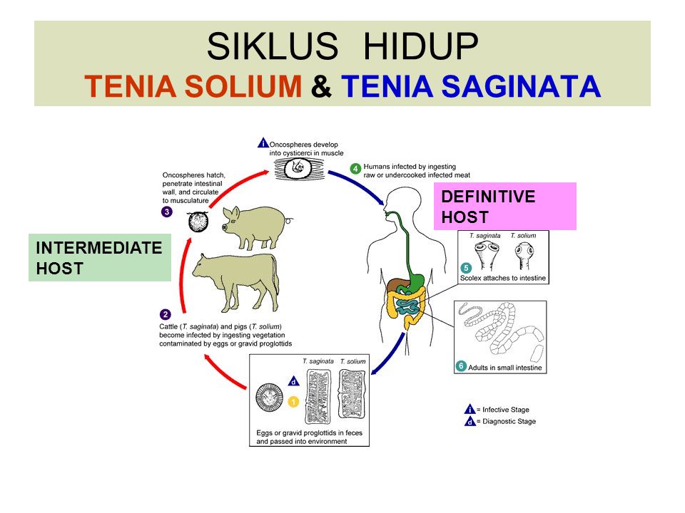 Detail Gambar Siklus Hidup Taenia Solium Nomer 51