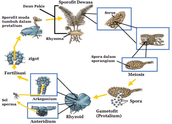 Detail Gambar Siklus Hidup Tumbuhan Paku Koleksi Nomer 49