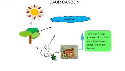 Detail Gambar Siklus Karbon Nomer 27