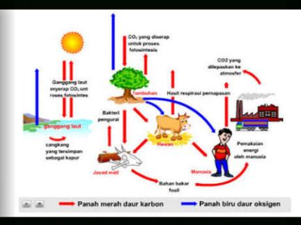 Detail Gambar Siklus Karbon Nomer 45