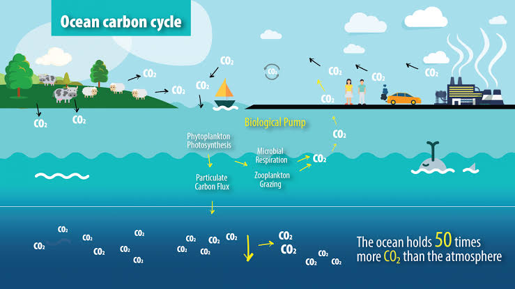 Detail Gambar Siklus Karbon Nomer 47