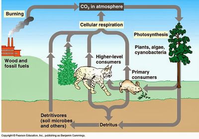 Detail Gambar Siklus Karbon Nomer 49