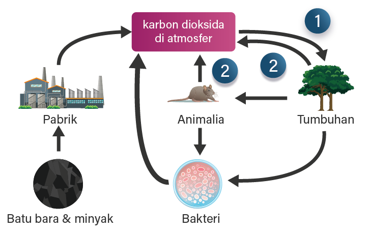 Detail Gambar Siklus Karbon Nomer 50