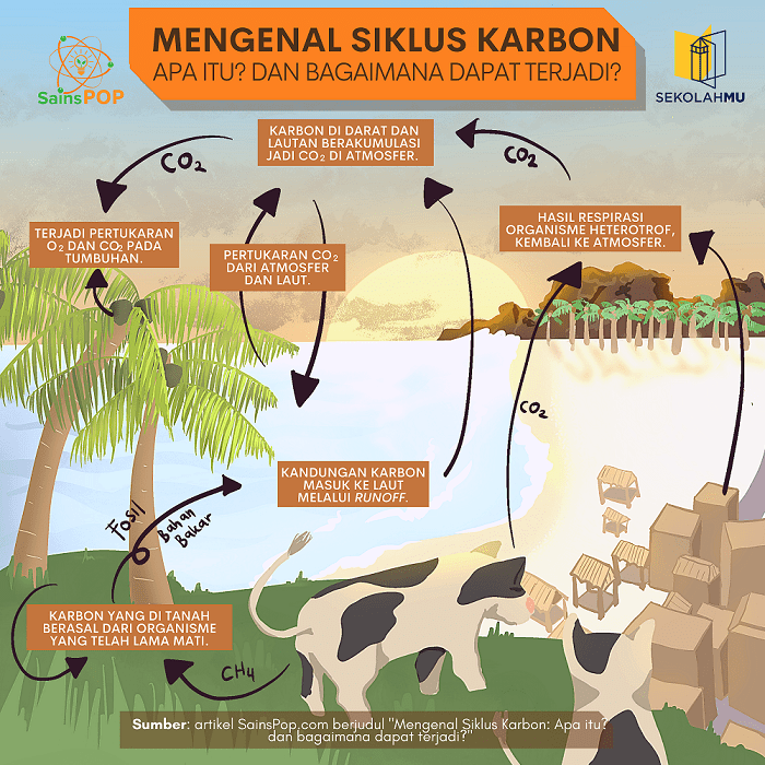 Detail Gambar Siklus Karbon Nomer 7