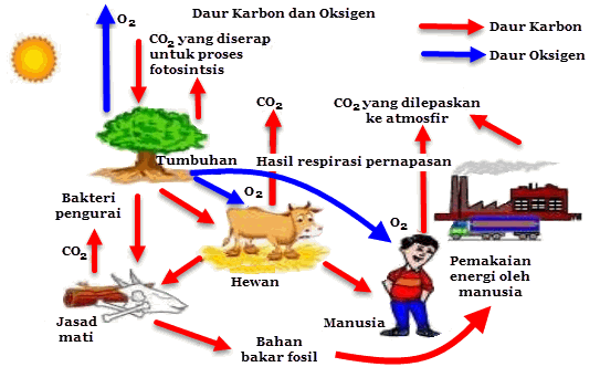 Detail Gambar Siklus Karbon Nomer 8