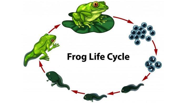 Detail Gambar Siklus Katak Nomer 15