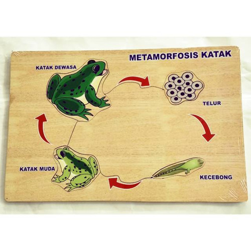 Detail Gambar Siklus Katak Nomer 17