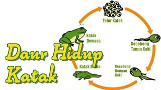 Detail Gambar Siklus Katak Nomer 18