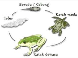 Detail Gambar Siklus Katak Nomer 22