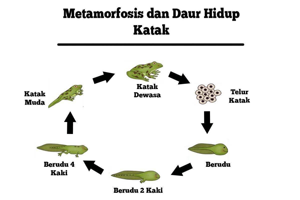 Detail Gambar Siklus Katak Koleksi Nomer 28